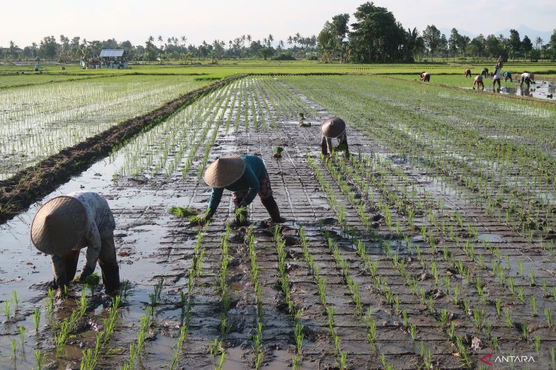 BMKG: Puncak musim hujan di NTB pada Maret 2027