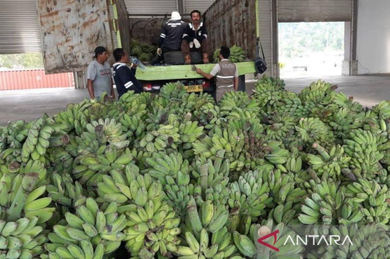 dptph-kaltim-catat-luas-panen-pisang-kepok-daerah-capai-3085-hektare