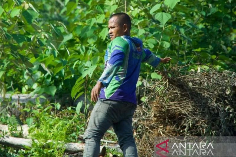 harga-minyak-nilam-di-aceh-jaya-naik-jadi-rp18-juta-per-kilogram