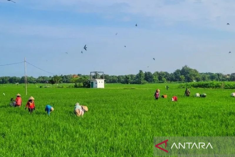 dispertangan-situbondo-serapan-pupuk-subsidi-capai-817-persen