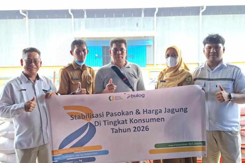 bulog-tanjungpinang-salurkan-49-ton-jagung-sphp-kepada-peternak-ayam