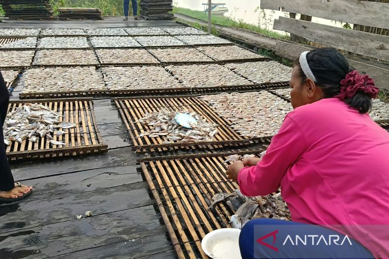 ikan-asin-desa-pela-kaltim-tembus-pasar-pulau-jawa-600kg-per-pekan