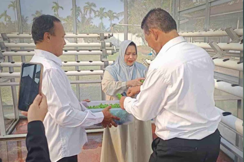 dinas-tphp-bengkalis-riau-semai-100000-benih-cabai-antisipasi-nataru