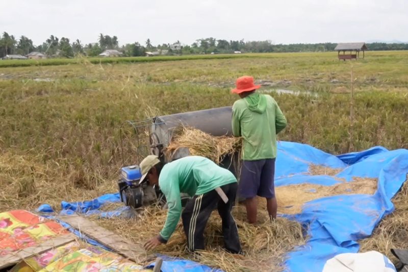Bulog Bangka hentikan sementara penyerapan gabah akibat kekeringan