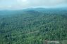Akademisi Unhas: Jual-beli hutan berstatus PPKH tetap langgar aturan