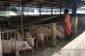 Singapore ready to import pig carcasses from Indonesia: Ministry