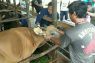 Distan Kabupaten Penajam Paser Utara  telah vaksin 6.783 ekor sapi