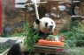Taman Safari Bogor peringati enam tahun kedatangan dua panda raksasa asal China