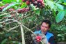 Dari Desa Japan, Kopi Muria didorong naik kelas