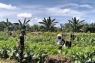 Kodim Pasangkayu sulbar kembangkan kebun percontohan sayuran