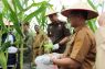 Kejari bersama Pemkot Batam panen raya jagung di Rempang