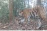 Kemenhut temukan 42 harimau Sumatra di habitat alam Bengkulu