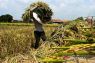 HPP gabah Rp6.500/kg mendorong lapangan kerja warga Desa Cengkuang Cirebon