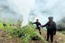 Brimob Sumut musnahkan 10 hektare ladang ganja di Mandailing Natal