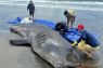 Seekor hiu paus terdampar di Pantai Purworejo