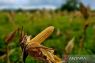 Natuna kembangkan budi daya jagung pipil di Bunguran Batubi
