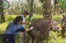 BBKSDA Riau ungkap kematian anak gajah Laila disebabkan virus herpes