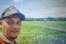 Pemkab Pasaman Barat catat produksi padi capai 75.138 ton