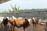Persediaan daging sapi di Lebak jelang Natal-tahun baru aman