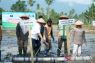 Pemkab-Sigi tanam padi perdana di lokasi cetak sawah baru