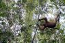 Bertamu ke rumah orang utan liar Kalimantan