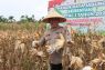 Polres Pasaman Barat panen jagung serentak upaya jaga ketahanan pangan