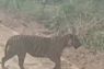 Ada kemunculan harimau di Jalur WIP Area Zamrud  PT BSP Dayun Siak, BB KSDA Riau respon begini