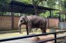 Sejumlah satwa Bandung Zoo diduga mulai stres