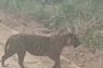 BBKSDA Riau giring anak harimau Sumatera kembali ke hutan