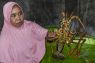 Lobster di keramba, nilai justru ke seberang