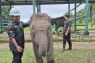 Berbagi hutan untuk gajah dan manusia