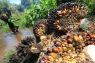 Harga TBS sawit di Riau turun, jadi di bawah Rp4.000 per kg
