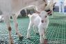 China sukses kloning massal kambing perah produktivitas super tinggi