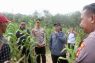 Tiga desa di Tabalong panen raya jagung pakan serentak