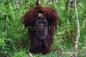 BKSDA hubungkan habitat orangutan di hutan produksi