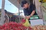 BRMP: Sebaran penerima bantuan bibit hortikultura Lampung capai 136 hektare
