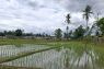 Luas cetak sawah di Provinsi Lampung pada 2026 capai 1.480 hektare
