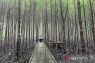 Dispar Kaltim angkat pesona wisata berbasis konservasi mangrove