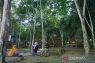 Masyarakat sekitar hutan Kaltim raup Rp8,1 miliar dari keberlanjutan alam
