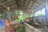Inovasi biogas kotoran sapi mandirikan energi warga