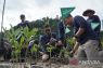 Telkomsel Jaga Bumi tanam 3.000 mangrove, perkuat ketahanan Pesisir berkelanjutan