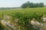 Petani Lebak kembangkan sayuran guna hadapi kemarau