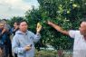 Petani Rejang Lebong berharap jeruk Sumber Urip masuk program MBG