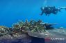 DKP Maluku sebut Kepulauan TNS jadi aset strategis jaga pelestarian bawah laut