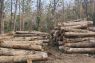 KPH Cepu rencanakan penebangan hasi hutan 9.299 meter kubik kayu selama 2026