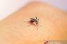 Kasus malaria di Aceh Jaya kembali merebak karena aktivitas pertambangan