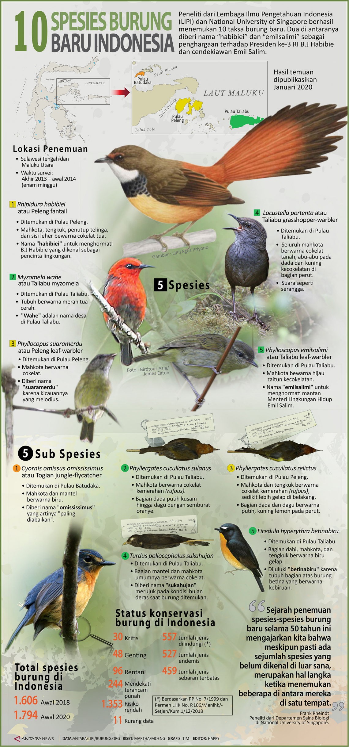 10 spesies burung baru Indonesia