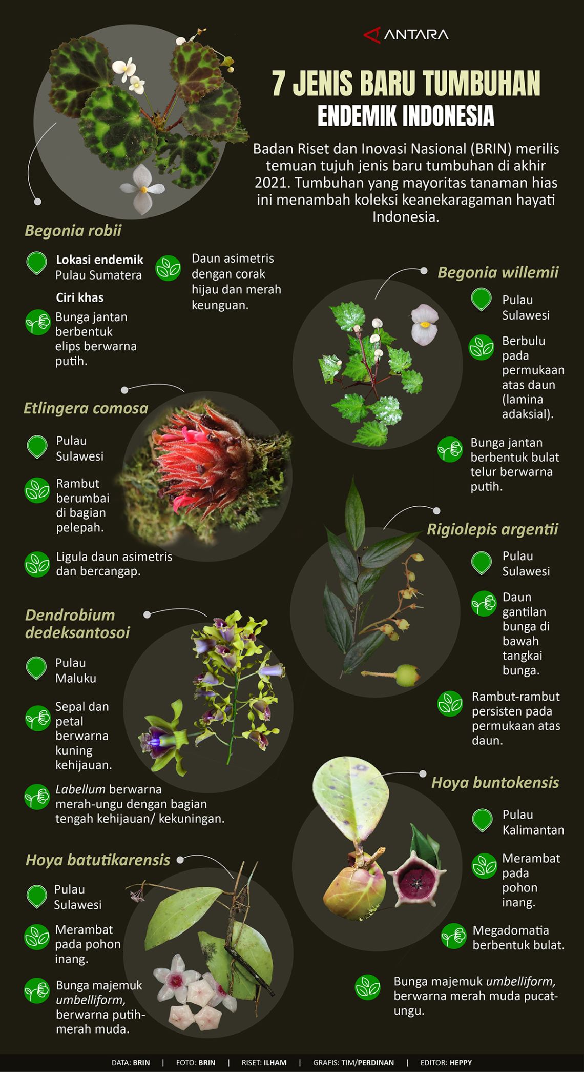 Endemik apakah tumbuhan Daftar tumbuhan