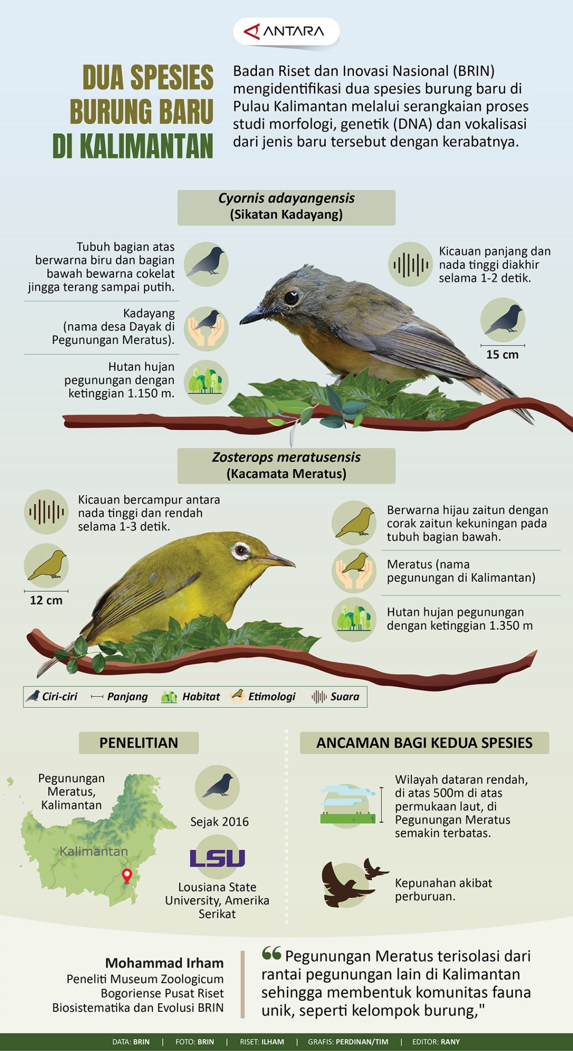 Dua Spesies Burung Baru Di Kalimantan