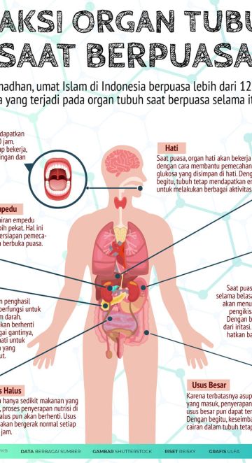 Reaksi organ tubuh saat berpuasa